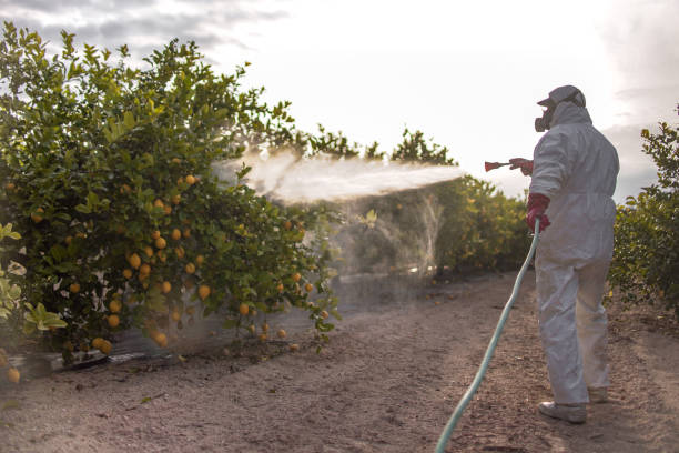 Best Bed Bug Extermination  in Weedsport, NY