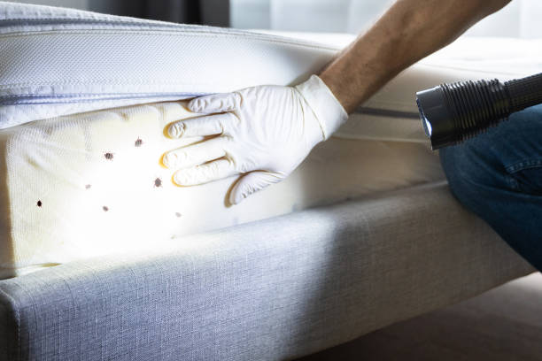 Best Rat Extermination Near Me  in Weedsport, NY