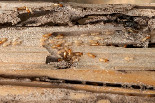 Best Commercial Pest Control Services  in Weedsport, NY
